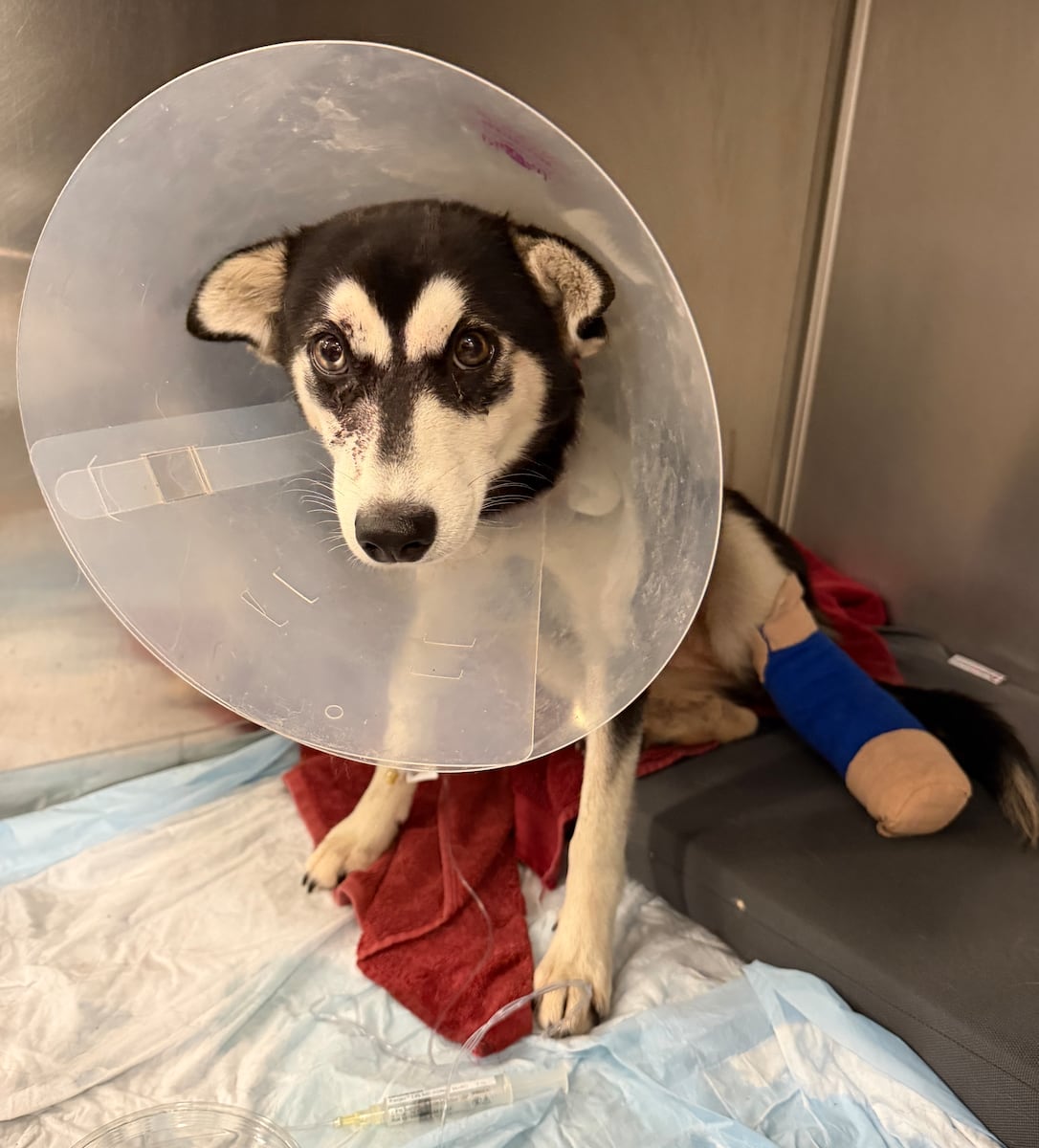 5-month-old Siberian husky loses leg after hit-and-run; owner search continues