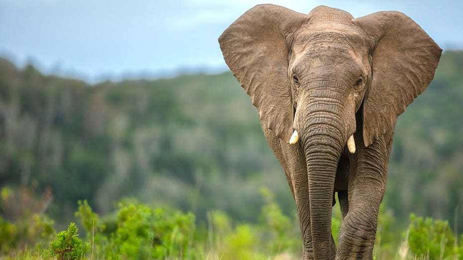 Elephants may have played surprising role in early human survival, study suggests