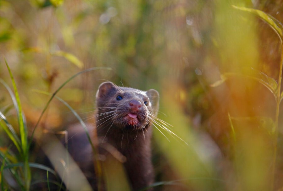 1,500 mink escape from Oregon farm after 'deeply unsettling' late night break-in