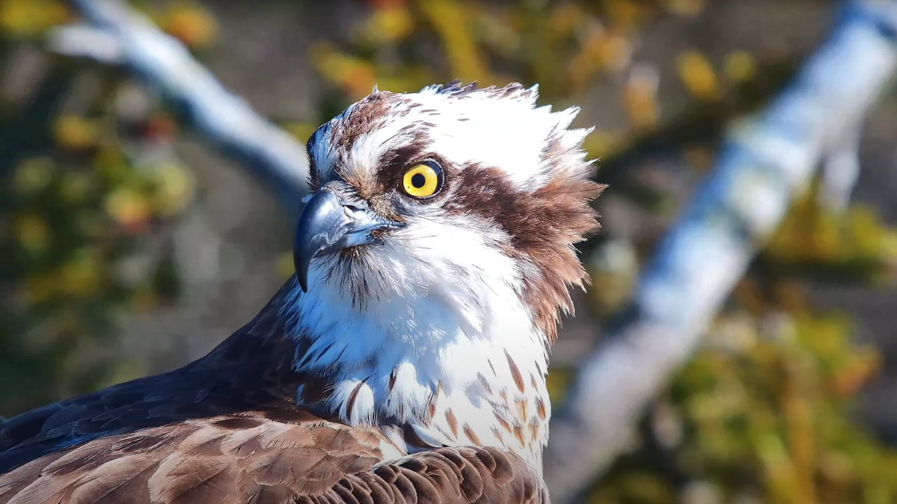 Ospreys returned to breed in southern England for first time since 1847