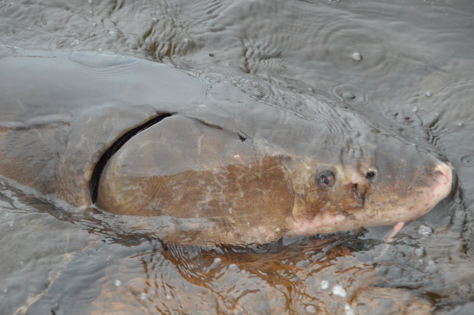 Great Lakes fish may be older than United States, new study says