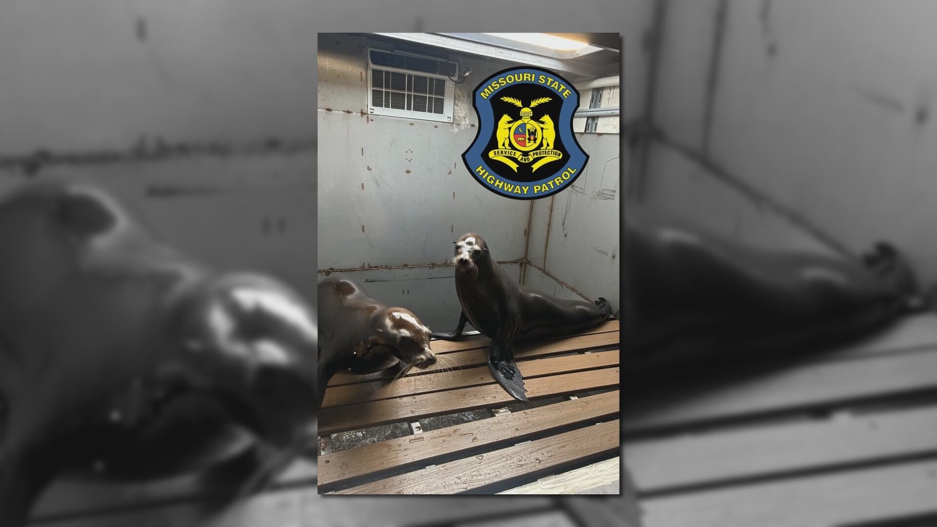 Semitruck carrying sea lions crashes on interstate