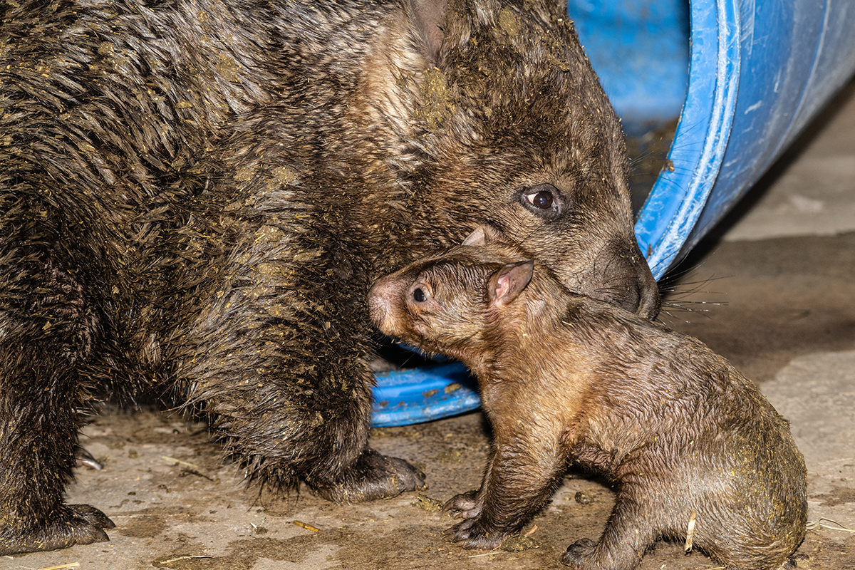Wombat born at Zoo Miami!