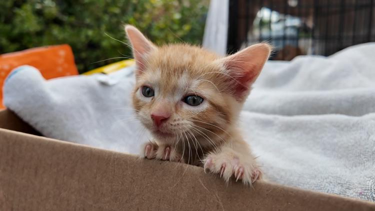 The Bond Between hosts kitten surrender event
