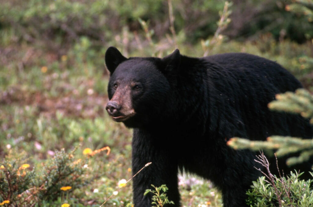 Fish and Wildlife Commission probe finds wrongdoing, doesn’t recommend punishment