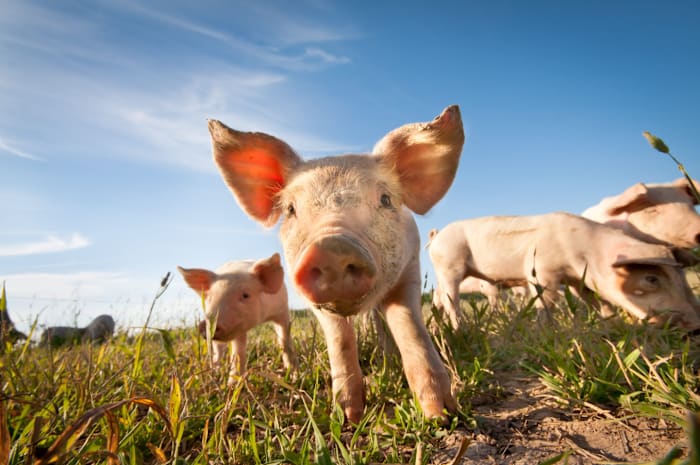 Human case of H1N2 swine flu confirmed in Michigan resident after county youth fair