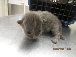 Meet Brook: Pet of the Day