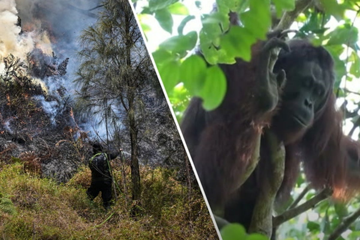 Endangered orangutans evacuated as wildfire ravages Indonesia