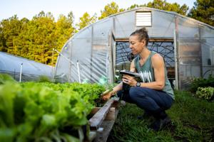Richmond-area growers see lettuce demand rise amid cyclospora outbreak