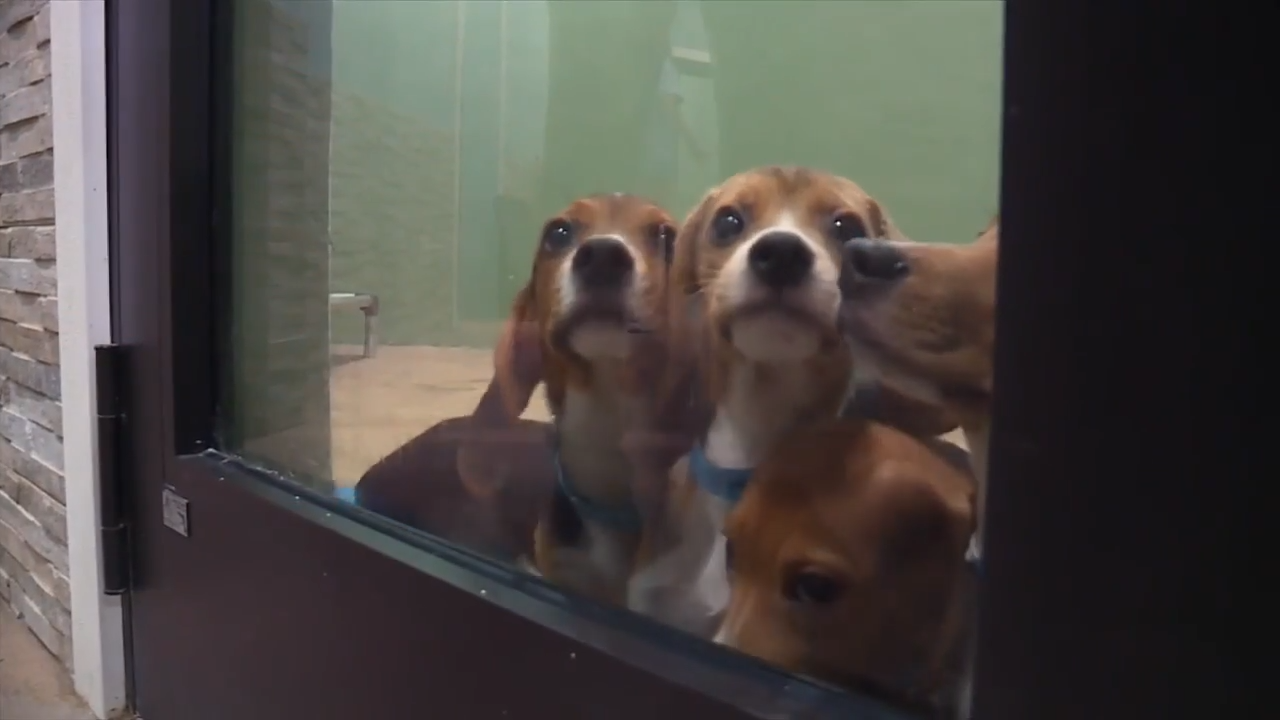 155 beagles rescued from research facility brought to animal rescue in Palm Beach County