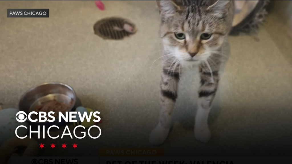 PAWS Pet of the Week: Valencia