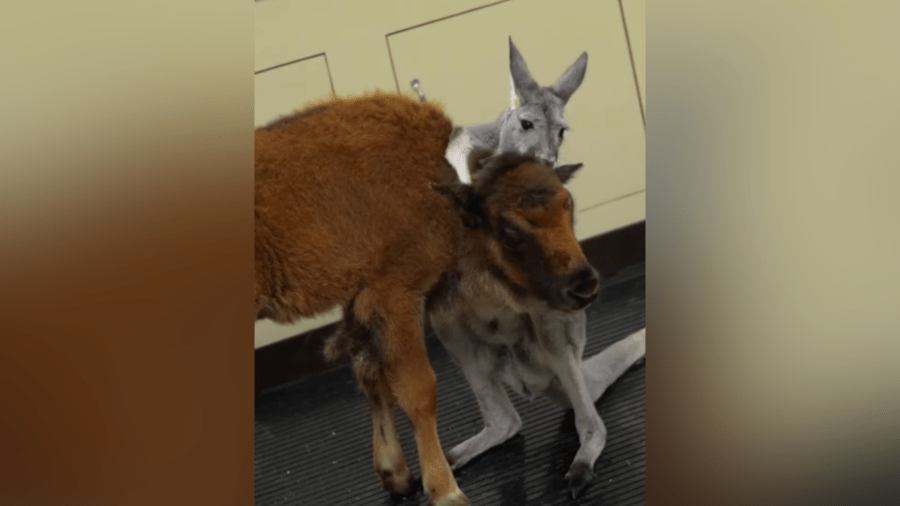 Kangaroo joey, young bison become inseparable best friends at NJ zoo