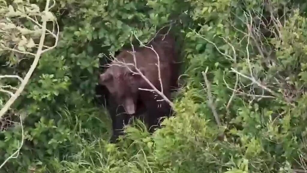 Woman attacked by brown bear on popular hiking trail. See how she was able to escape