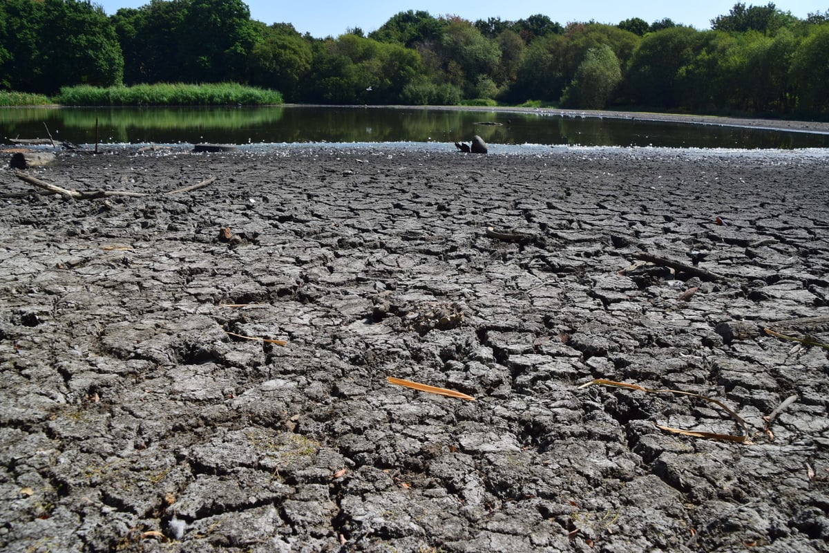 London set for days of rain at end of record summer: Will it save capital's parched parks?
