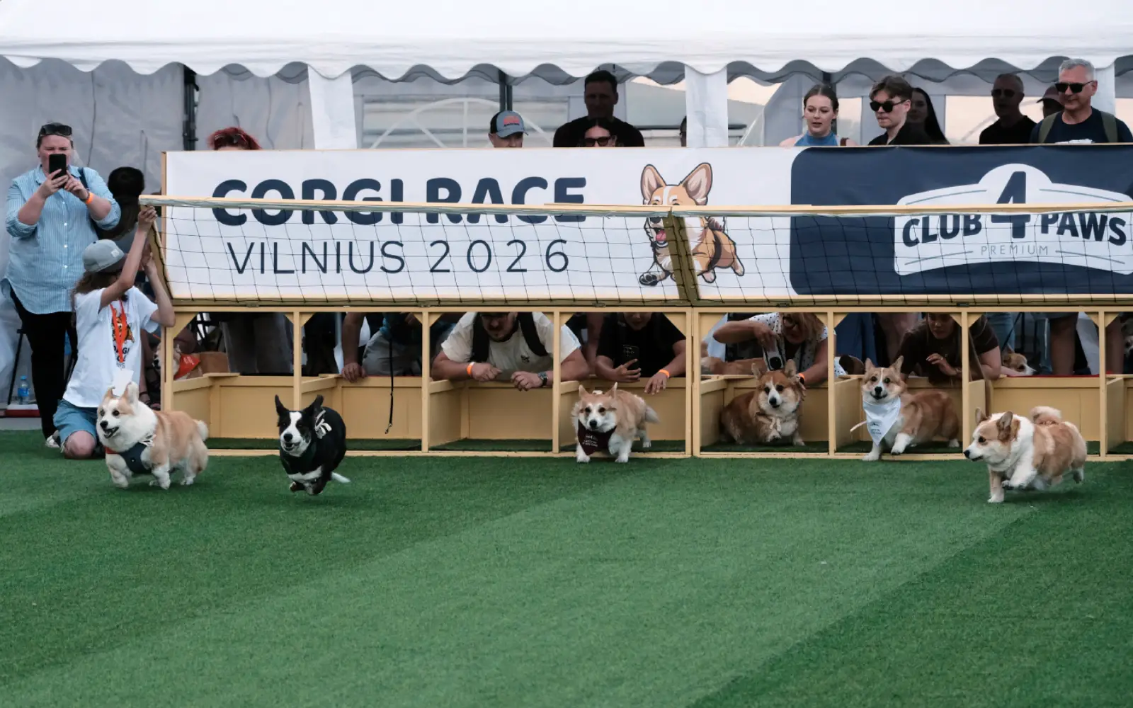 Lithuania’s corgi racers run at their own pace