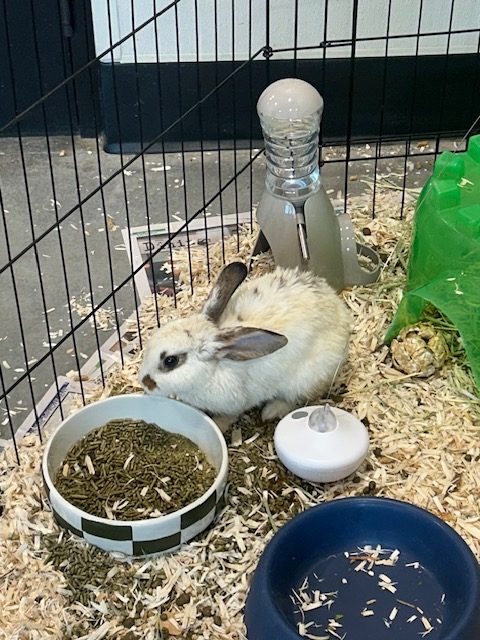 22 domesticated rabbits on the mend after being dumped in Plant City