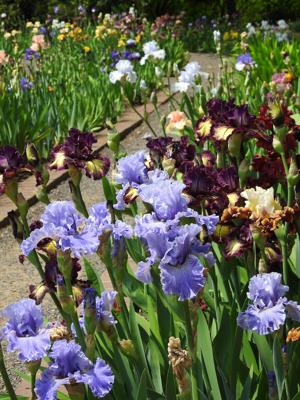 Late summer is best time to divide irises in St. Louis