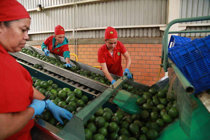 Avocado pickers in Mexico welcome restart of exports to US, but security fears remain