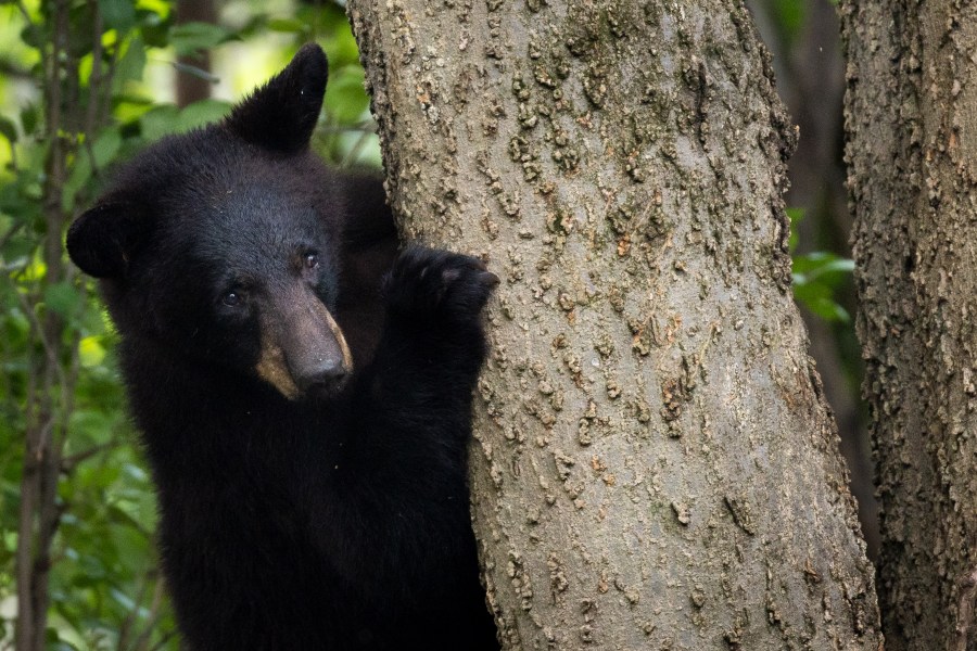 Bear breaks into Kentucky home, eats KFC