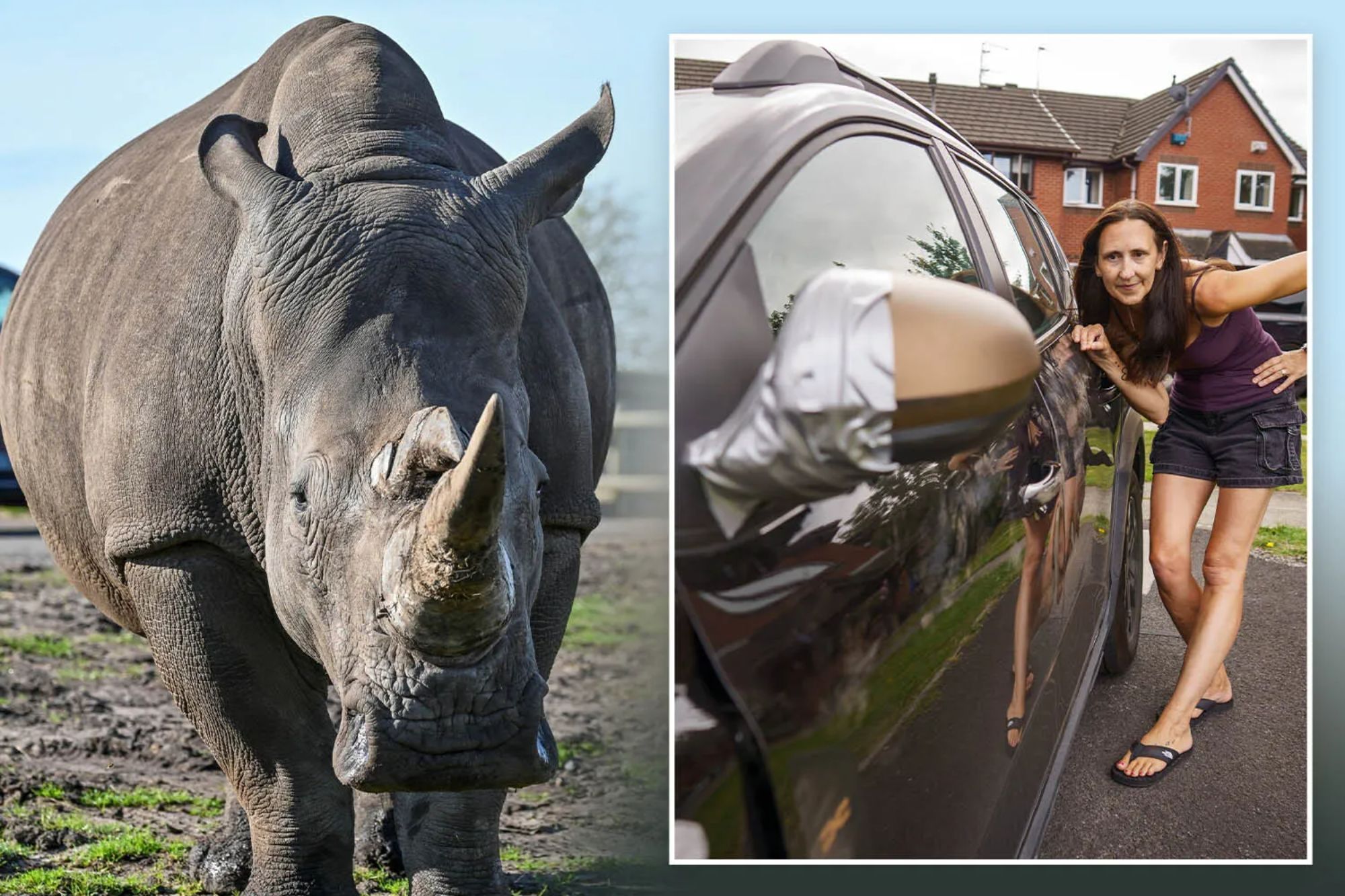 Terrified families feared they would die as rampaging rhinos smashed up cars during safari park causing £1000s in damage