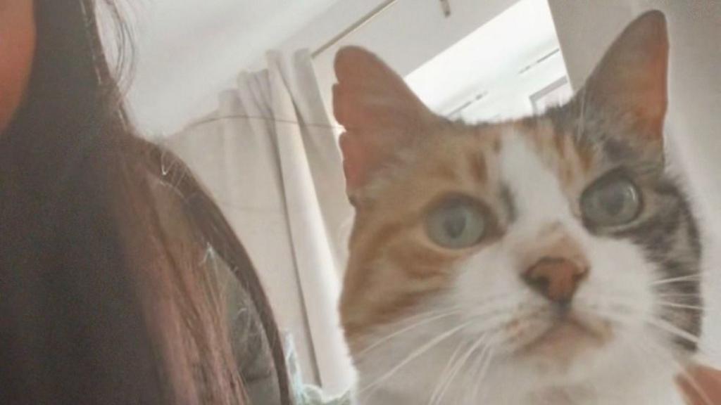 Cat returns home after 10-year 'adventure'