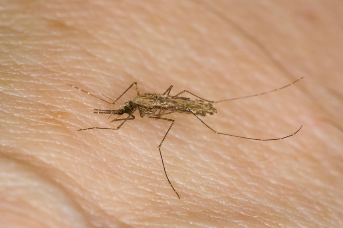 Antimalarial compound hailed as ‘exciting step forward’ in fight against disease
