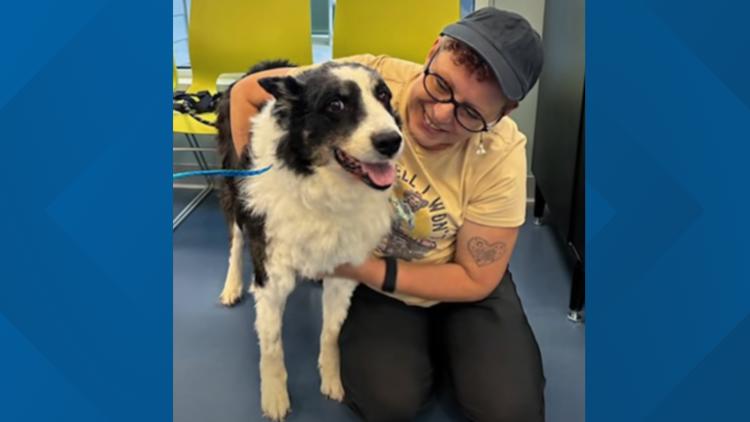 Border Collie missing in Oklahoma turns up 1,000 miles away in North Carolina, reunited with owner