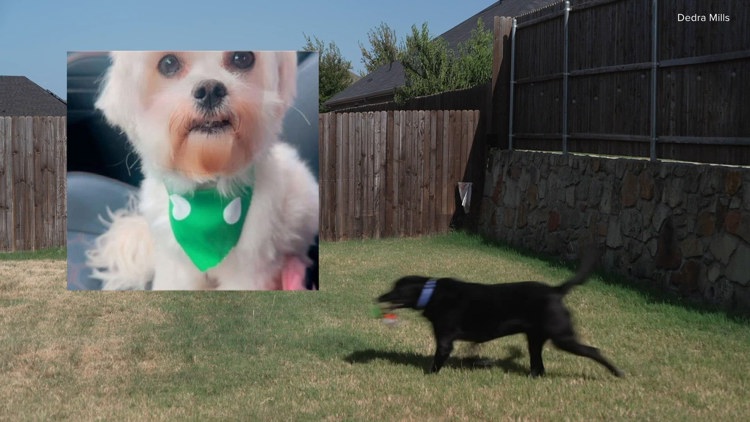 Princeton dog killed after deputies serve warrant next door; owner says gate was left open