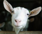 Can you solve it? A new goat for puzzledom’s GOAT