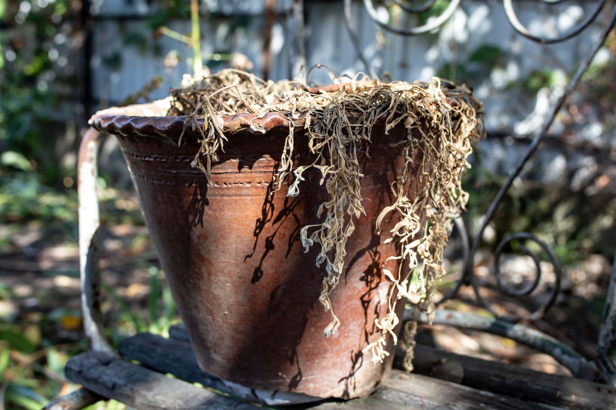 Beat the heat and get ahead in the garden for autumn