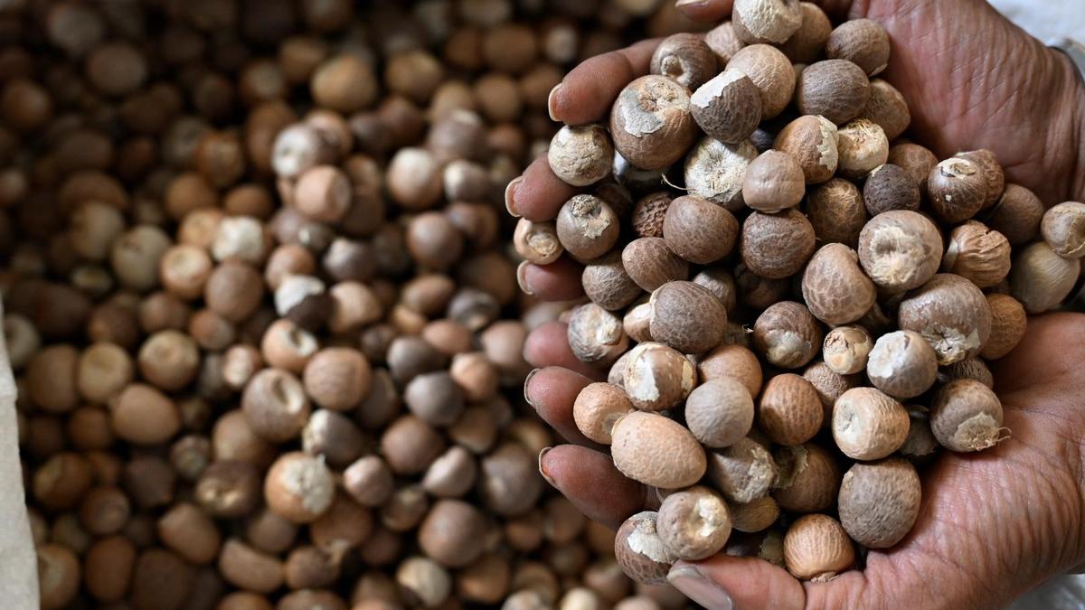 DRI uncovers illegal use of SAFTA agreement in arecanut imports to India