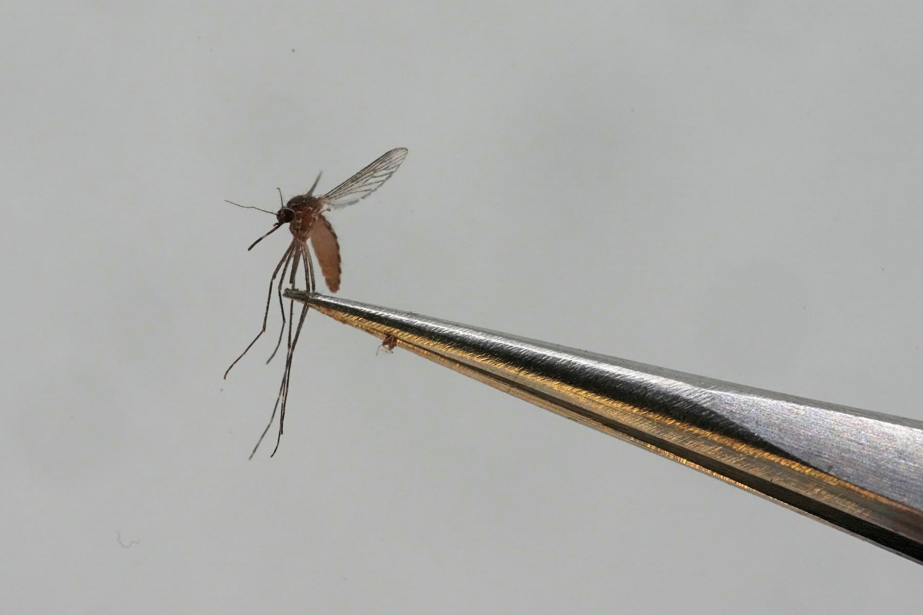 The Zika threat hasn’t disappeared. Here’s what expecting mothers should know.