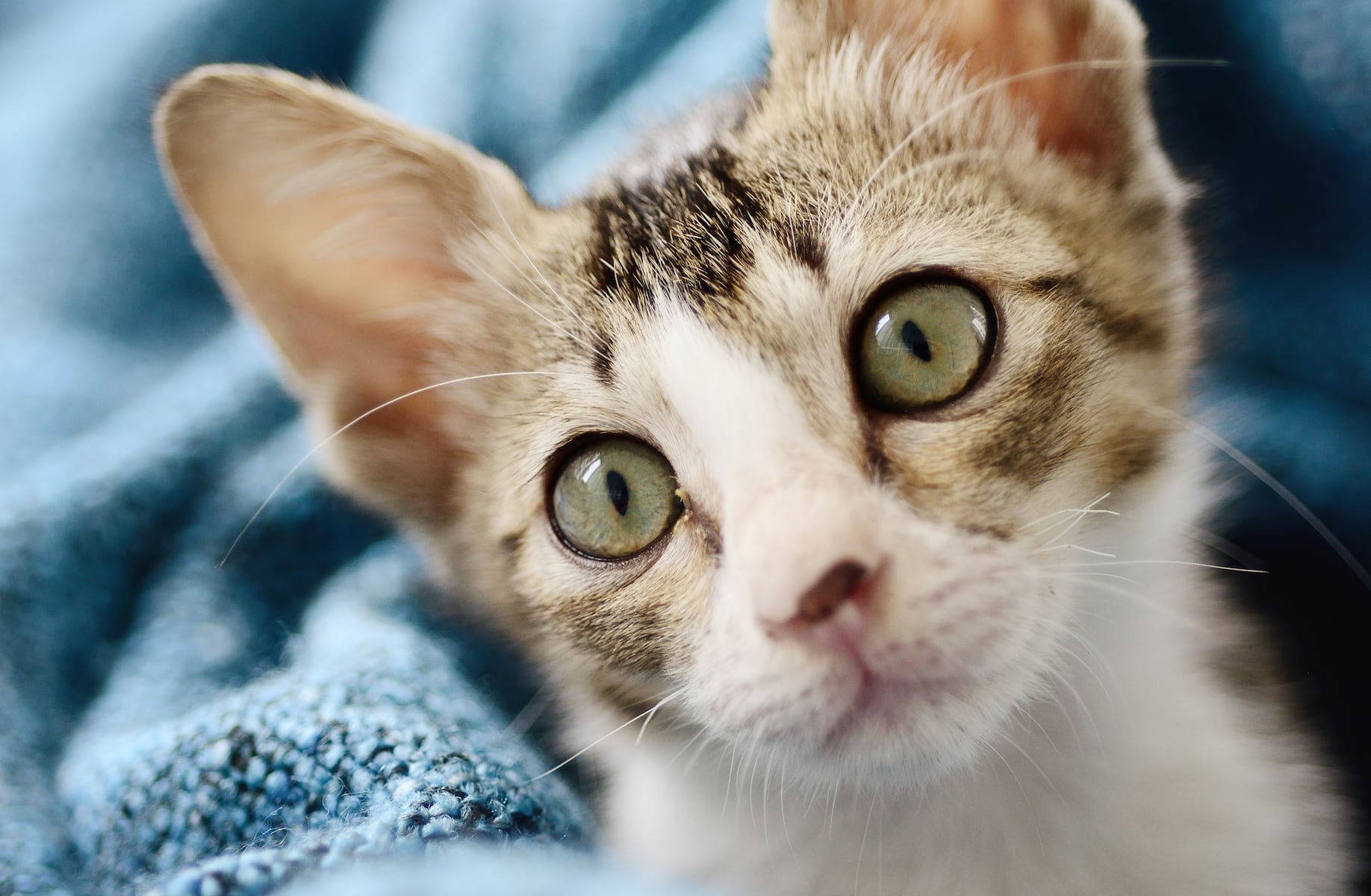 Pa. police seek help in finding person who threw dead kittens from vehicle