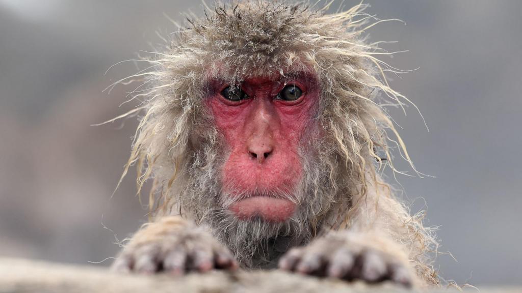 Monkey escapes from Highland Wildlife Park in Cairngorms