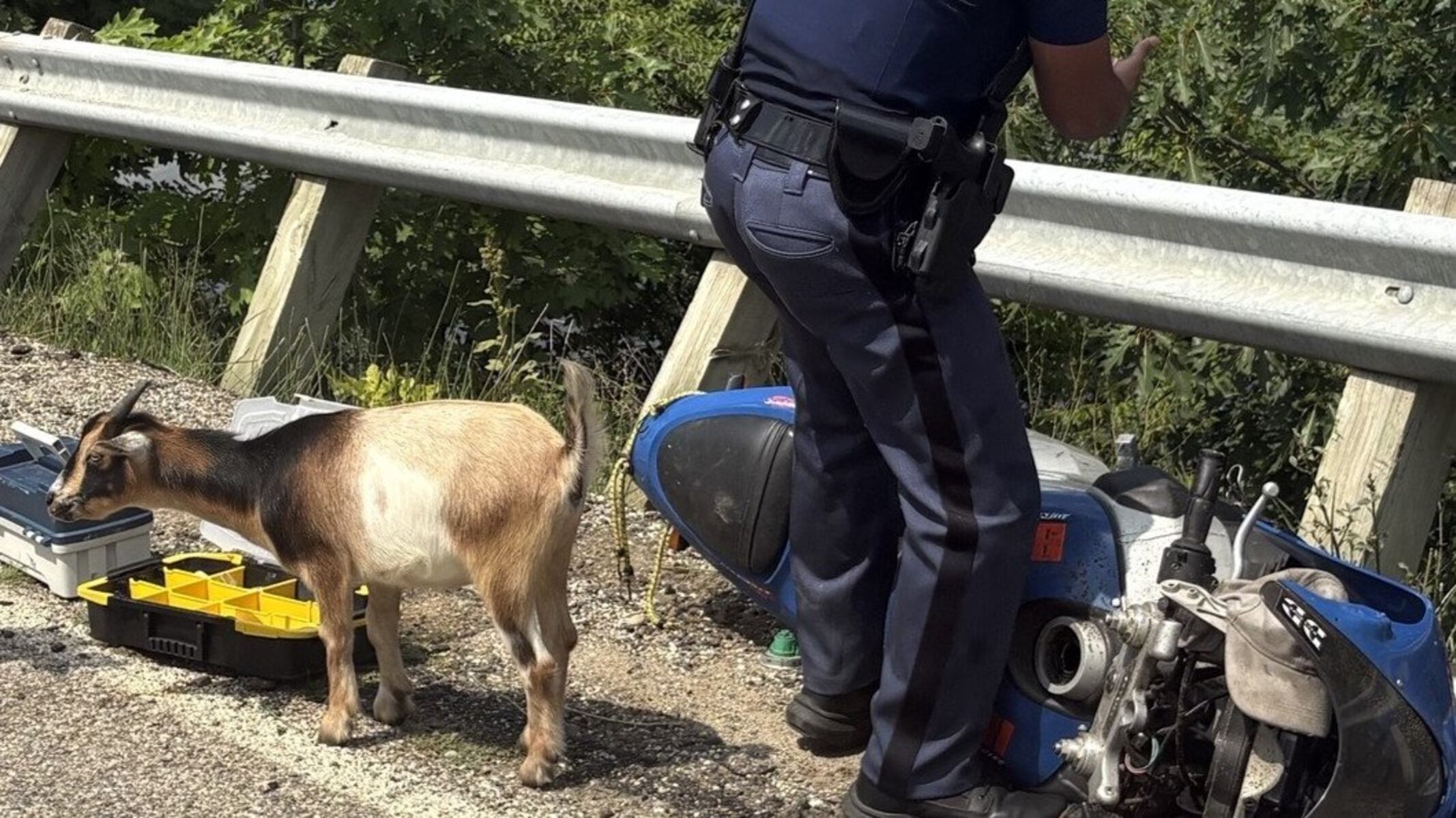 Goat jumps into police car while officers try to catch fleeing motorcyclist