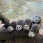 Who's watching who? Otters turn their attention to humans
