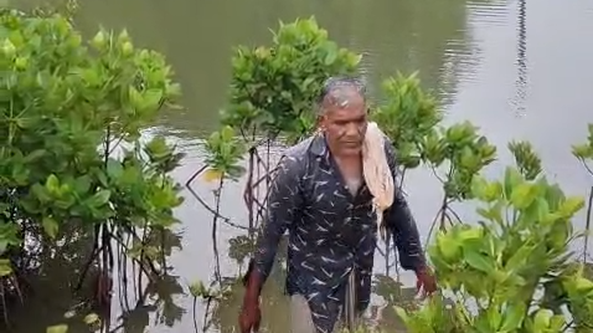 Kandal Rajan’s mission to save Kannur’s rare mangrove