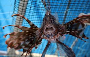 Global warming brings invasive species to the Mediterranean Sea