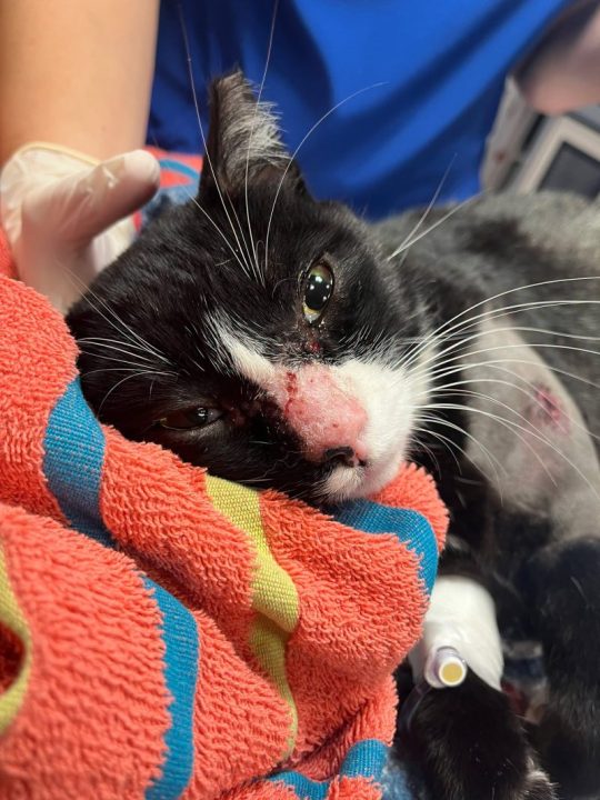 Florida man arrested after shooting cat with BB gun, deputies say