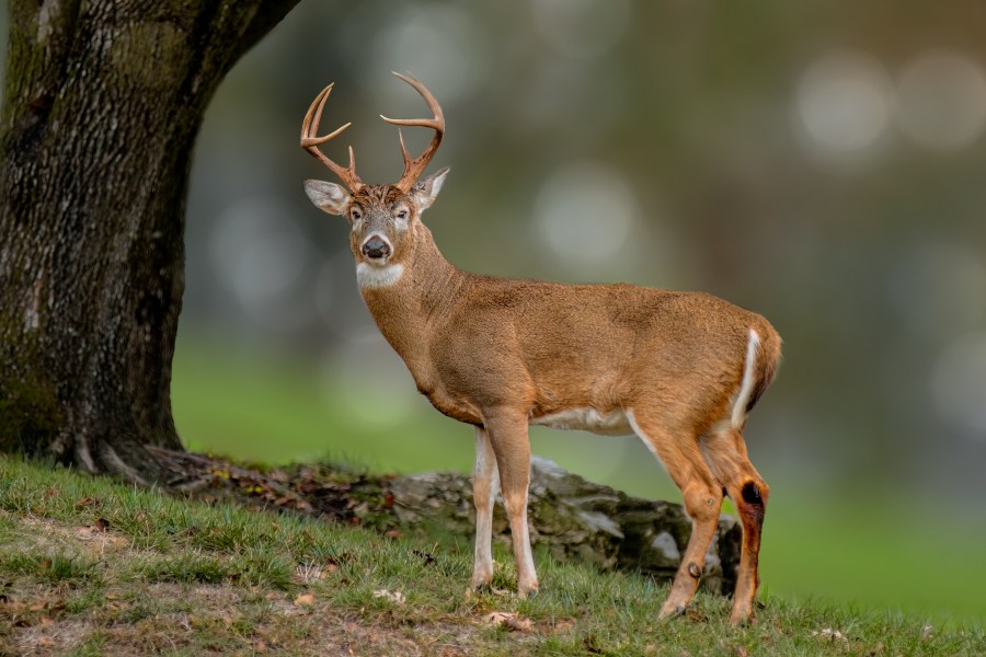 Missouri sets new deer hunting rules for 2026 season