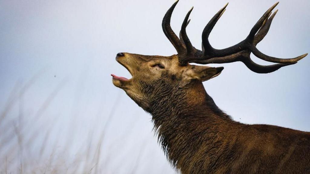 Stag put down after attacking man in Richmond Park