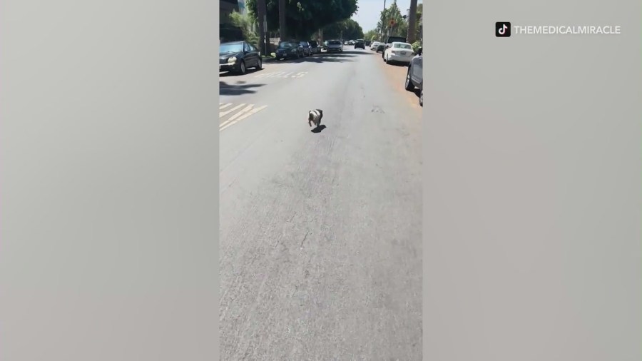 Runaway pig chased through the streets of West Hollywood