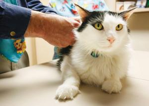 New Braunfels Health Authority encourages rabies prevention following positive rabies case