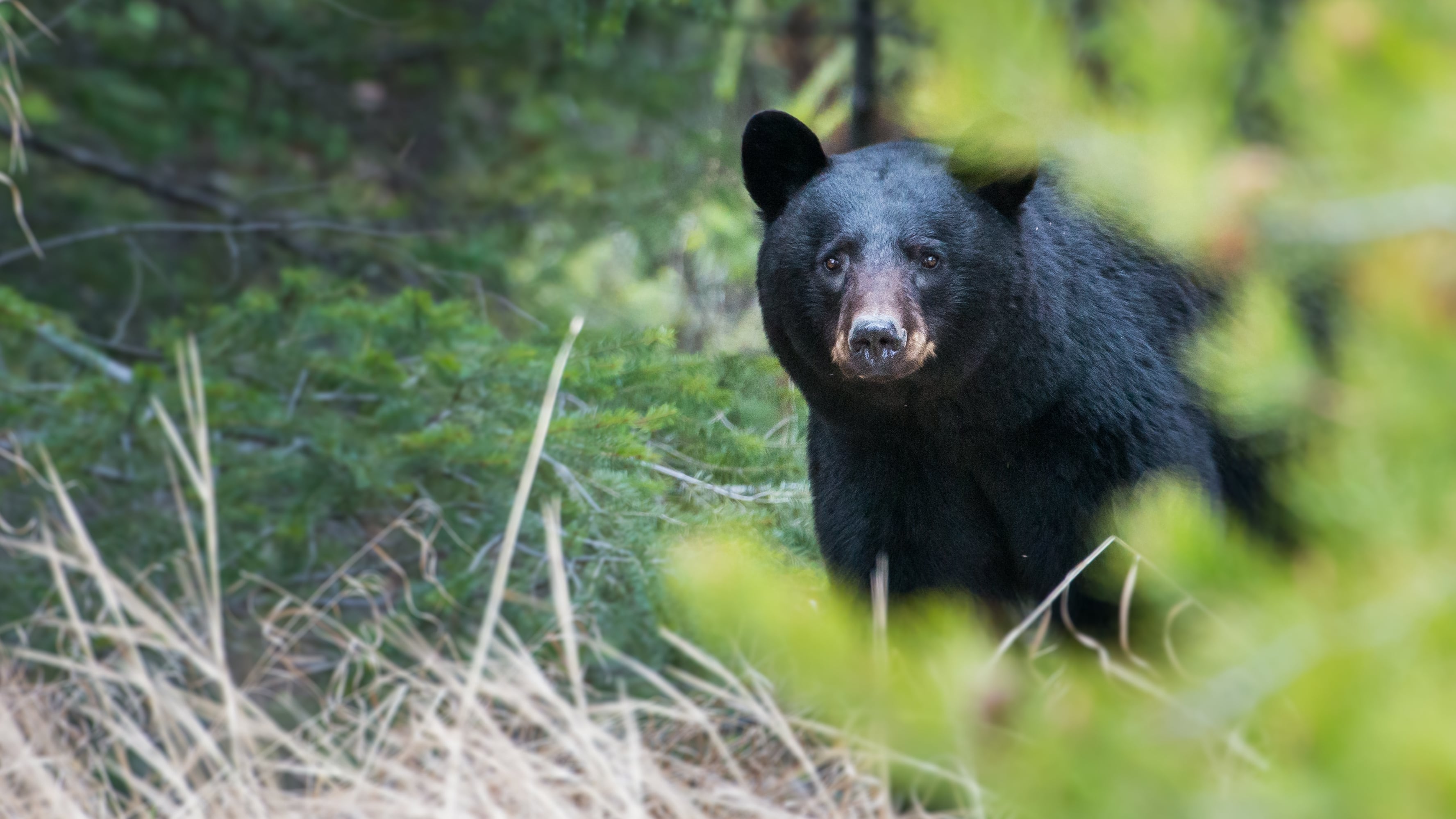 Black bear chases hiker and dog along trail in Whatcom County