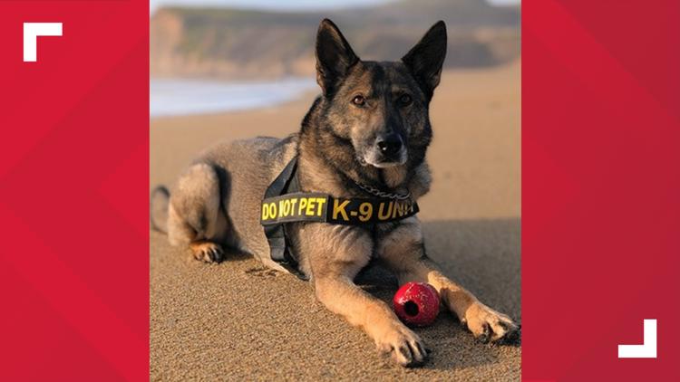 Meet Xaro, the St. Louis airport dog competing in TSA Cutest Canine Contest
