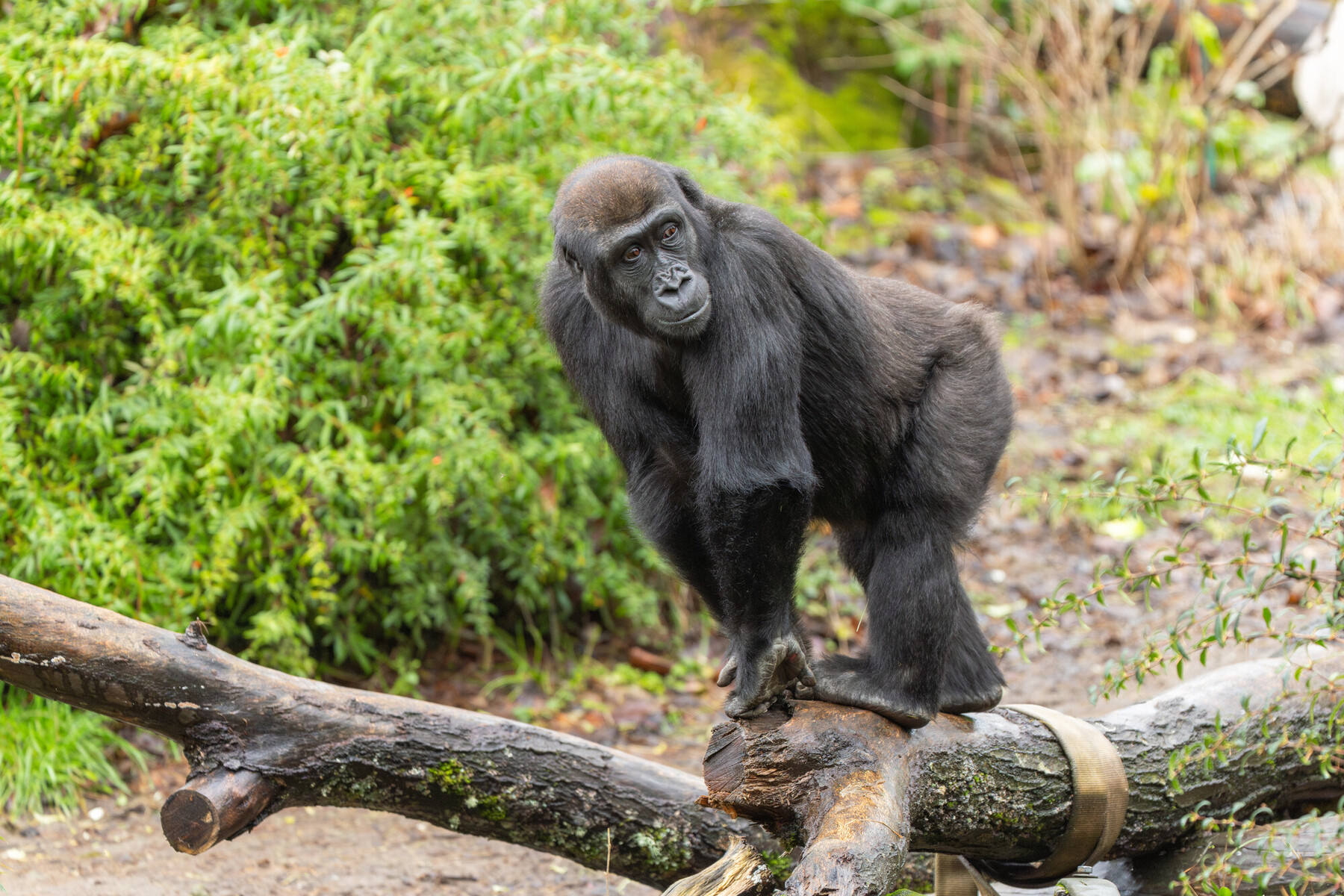 Seattle's Woodland Park Zoo prepares gorilla Kitoko to move