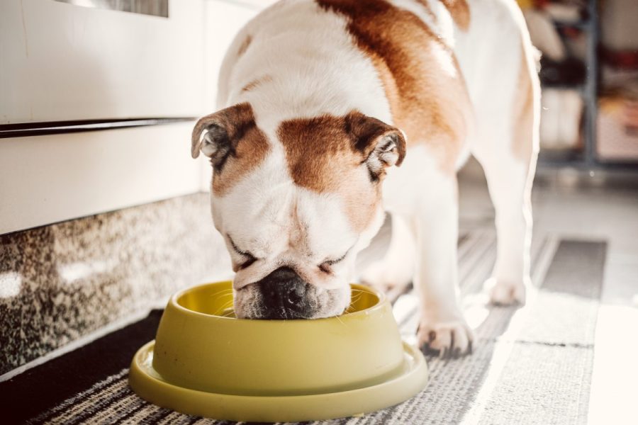 Frozen dog food recalled after FDA inspection reveals salmonella contamination