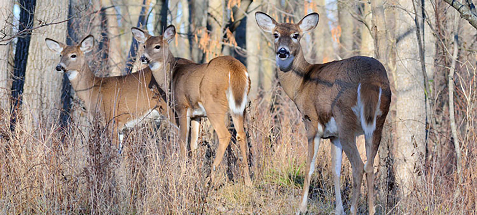 Dozens of deer in Wisconsin dead from EHD