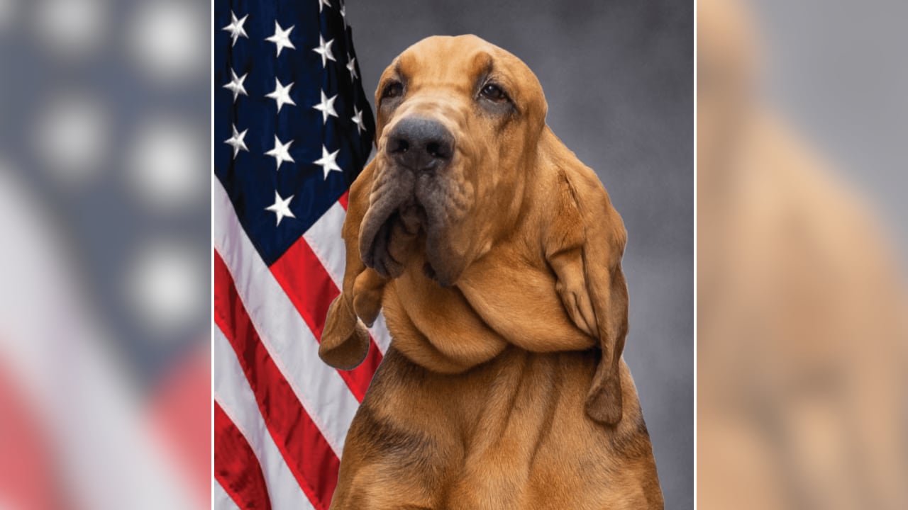 Police K-9 found dead in handler’s car