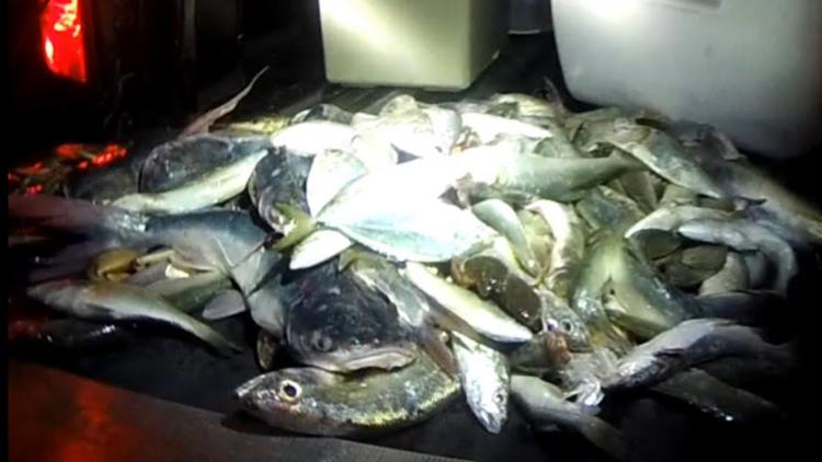 137 fish, 4 crabs and 160 violations: What game wardens found Texas City Dike after getting a tip